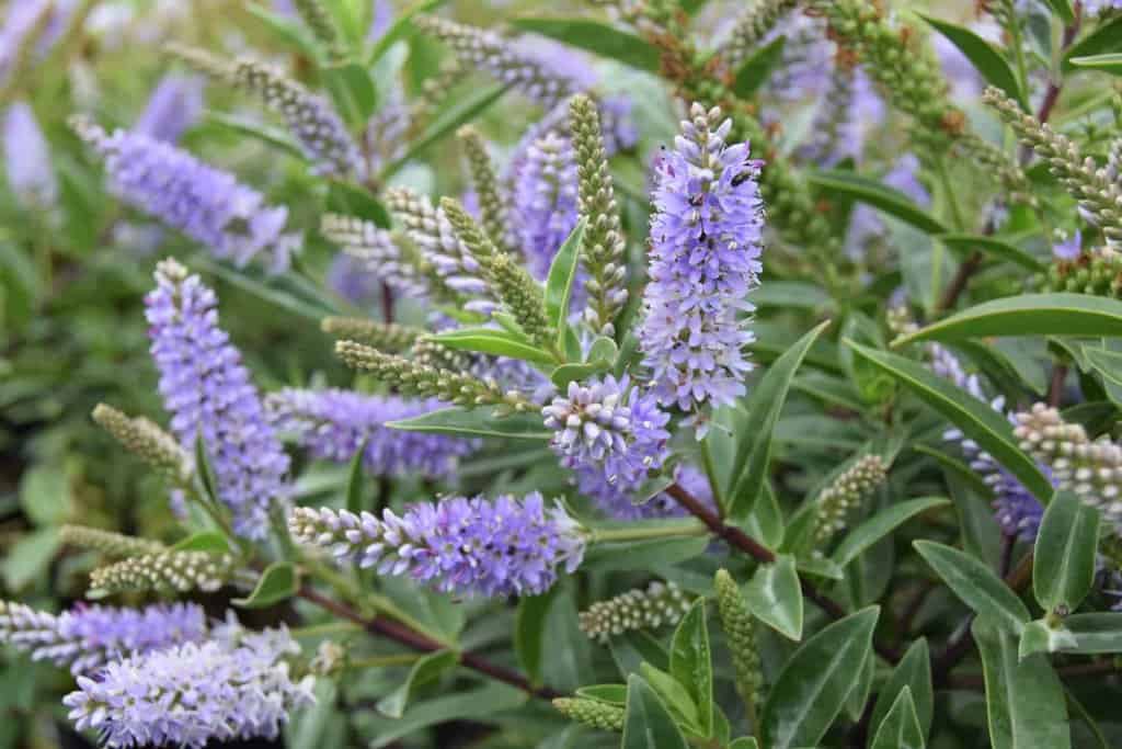 Hebe 'Sapphire' 20-30 cm